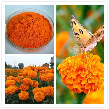 Natural Marigold Flower Extract Lutein