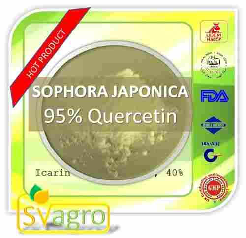 Sophora Japonica Extract 95% Quercetin