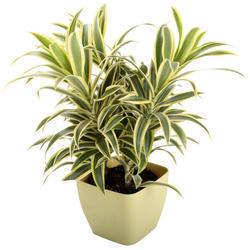 Green Decorative Plant