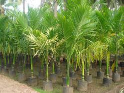 Green Supari Palm