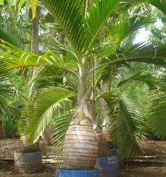 Green Champion Palm