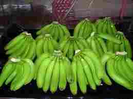 Fresh Cavendish Green Bananas