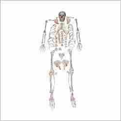 Disarticulated Full Skeleton Model