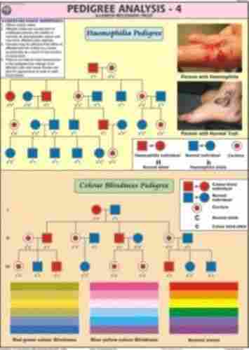 Pedigree Analysis-4 Chart