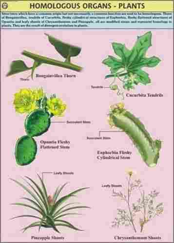 Homologous Organs Plant Chart