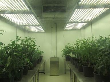 White Plant Growth Chamber