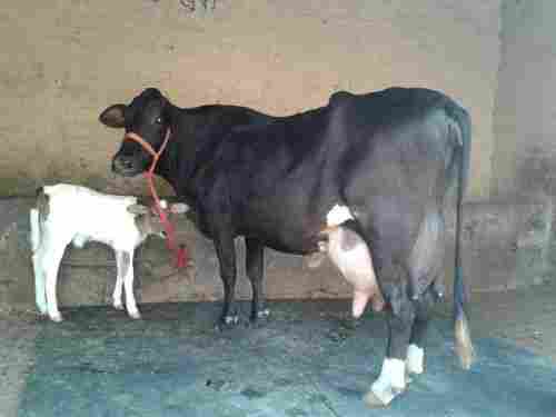 hf cows suppliers in karnal