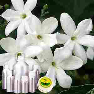 Jasmine Auriculatum Absolute OIL