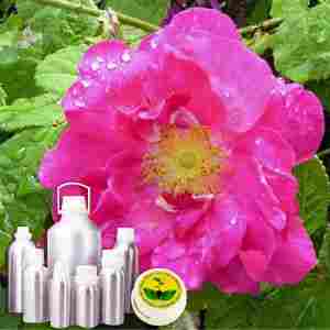 Wildcrafted Rose Oil
