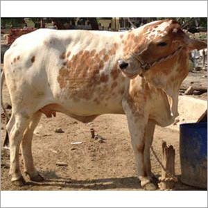 White Brown Rathi Cow