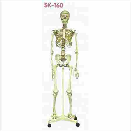 Deluxe Life Size Human Skeleton Model With Stand