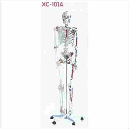 180cm Life Size Human Skeleton Model