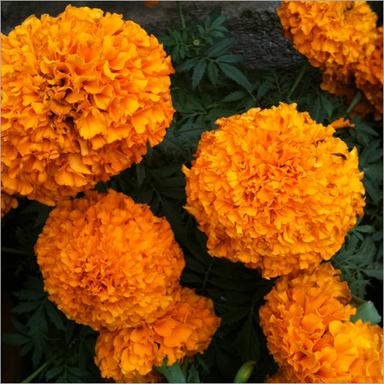 Marigold Extracts Purity(%): 99%