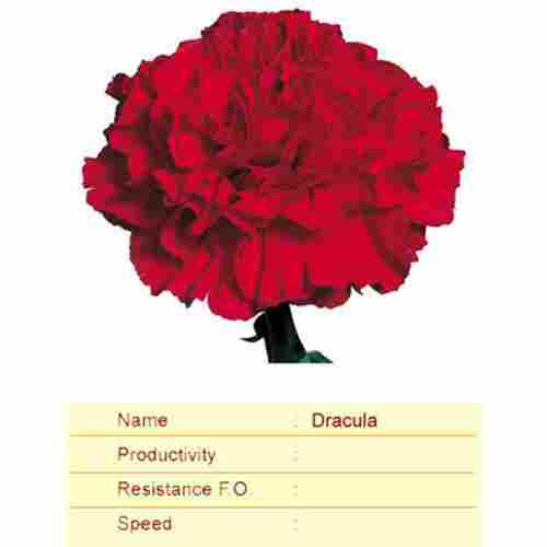 Dracula Carnation Plant