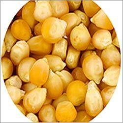 Yellow Corn (Maize)