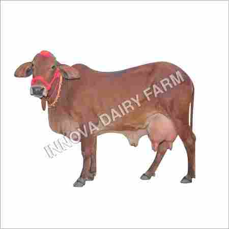 Indian Sahiwal Cow
