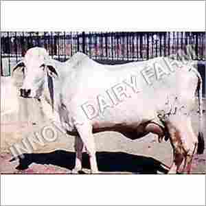 Tharparkar White Cows