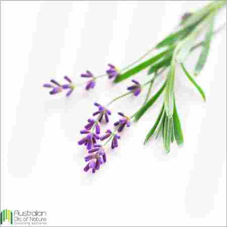 Lavender (Australian) Essential Oil
