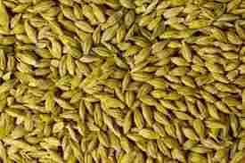 Barley seed