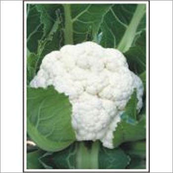 DS 210 - Cauliflower (Hybrid) Seeds