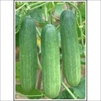 Mala - Cucumber (Hybrid) Seeds