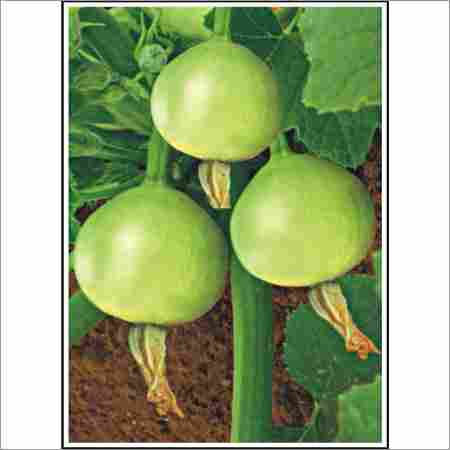 Esha - Summer Squash (Hybrid)  Seeds