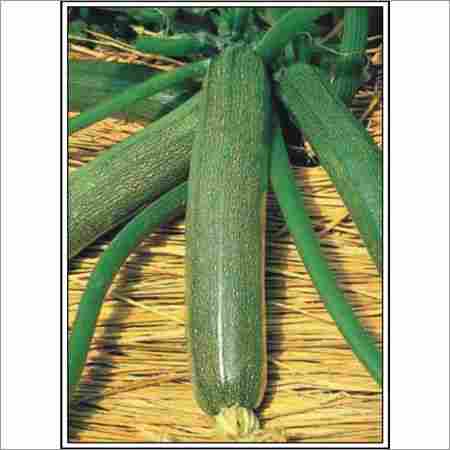 Sandhya - Zucchini (Hybrid) Seeds