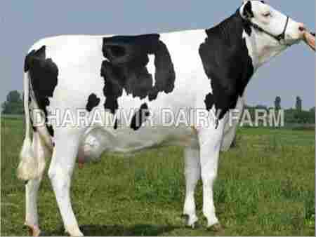 Indian Cross Breed Cows