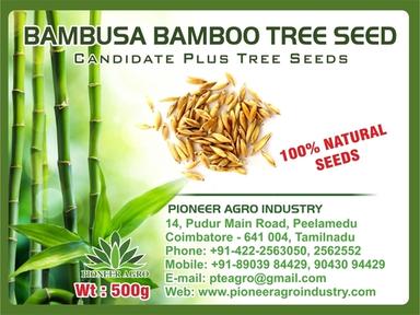 Bambusa Bamboo Tree Seed