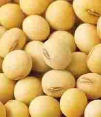 Regular Soybean Seeds
