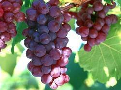 Grape Seed Extract Age Group: Suitable For All