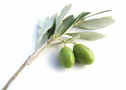 Olive Leaf Extract Grade: Food Grade