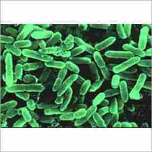 Bacillus clausii BCL-708 (MTCC 5472)