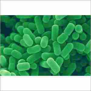 Lactobacillus plantarum LP-109