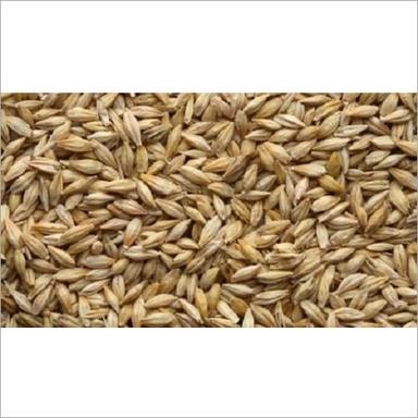 Barley Grain Shelf Life: 3 Years