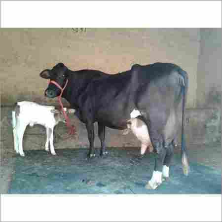 Livestock HF Cow