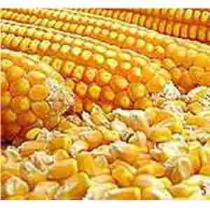 Maize Hybrid Seeds