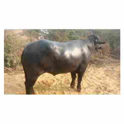 Black Murrah Bull