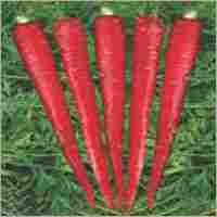 Op Carrot Red Core (Imported)