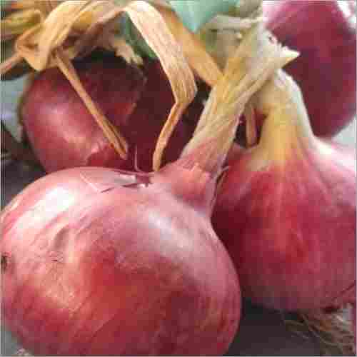 Natural Red Onion