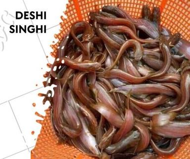 As Per Requirements Singhi Fish Seed