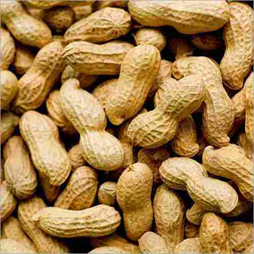 Ground nut