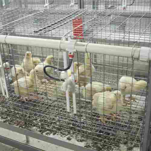Poultry Chicks Cage