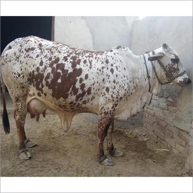 Dairy Rathi Cow