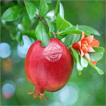 Tissue Culture Pomegranate Plant