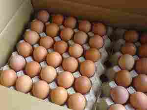 Fresh Chicken Eggs (Brown/White)