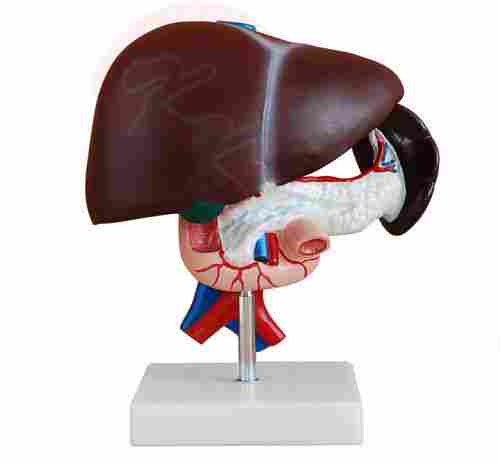 Liver, Pancreas & Duodenum (Model)