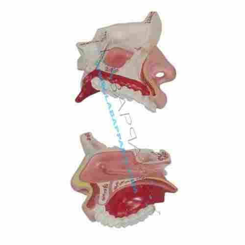 Model of the Anatomical Nasal Cavity (Model)