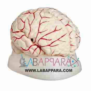Brain with Arteries (Model)