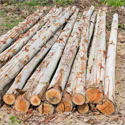 Eucalyptus Wood Log